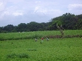 Farm 2