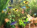 Aqua 3D Screensaver 1.51