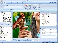 SWF Decompiler