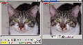 Popims Animator 2.10